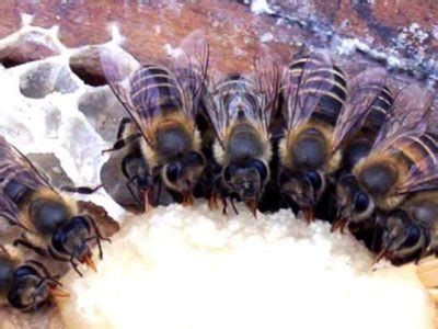 uciderea albinelor din varice